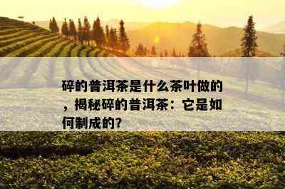 碎的普洱茶是什么茶叶做的，揭秘碎的普洱茶：它是如何制成的？