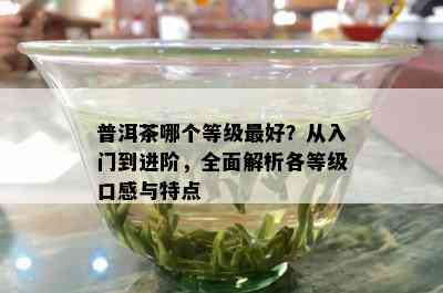 普洱茶哪个等级更好？从入门到进阶，全面解析各等级口感与特点