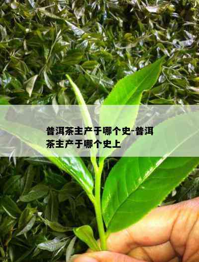 普洱茶主产于哪个史-普洱茶主产于哪个史上