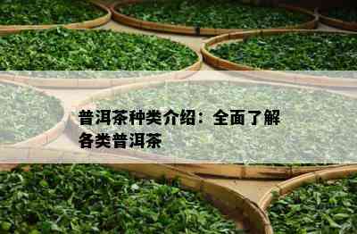 普洱茶种类介绍：全面了解各类普洱茶