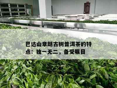 巴达山章朗古树普洱茶的特点：独一无二，备受瞩目