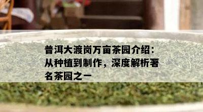 普洱大渡岗万亩茶园介绍：从种植到制作，深度解析著名茶园之一