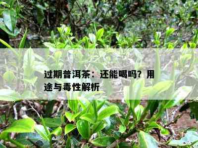 过期普洱茶：还能喝吗？用途与性解析