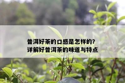 普洱好茶的口感是怎样的？详解好普洱茶的味道与特点