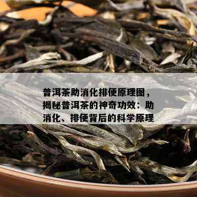 普洱茶助消化排便原理图，揭秘普洱茶的神奇功效：助消化、排便背后的科学原理