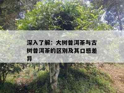 深入了解：大树普洱茶与古树普洱茶的区别及其口感差异