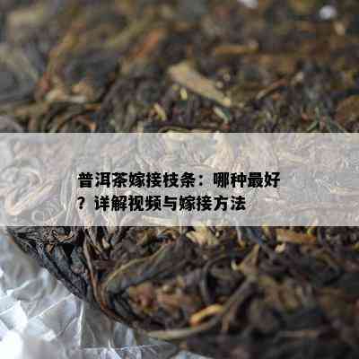 普洱茶嫁接枝条：哪种更好？详解视频与嫁接方法