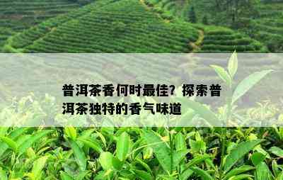 普洱茶香何时更佳？探索普洱茶独特的香气味道