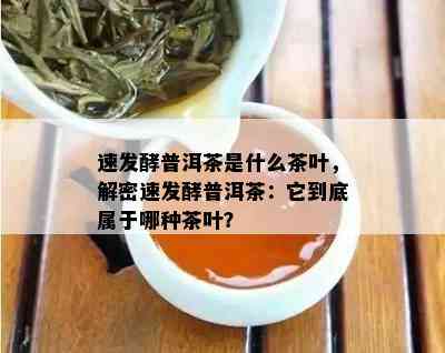 速发酵普洱茶是什么茶叶，解密速发酵普洱茶：它到底属于哪种茶叶？