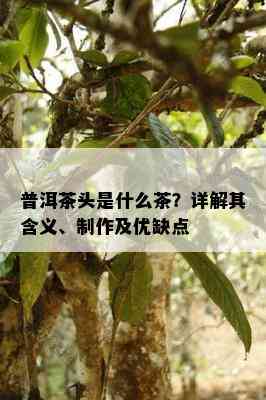 普洱茶头是什么茶？详解其含义、制作及优缺点