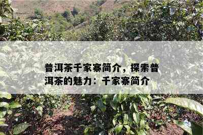 普洱茶千家寨简介，探索普洱茶的魅力：千家寨简介