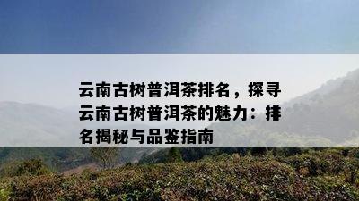 云南古树普洱茶排名，探寻云南古树普洱茶的魅力：排名揭秘与品鉴指南