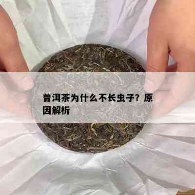 普洱茶为什么不长虫子？原因解析