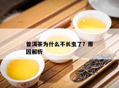 普洱茶为什么不长虫了？原因解析