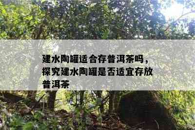 建水陶罐适合存普洱茶吗，探究建水陶罐是否适宜存放普洱茶