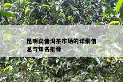 昆明卖普洱茶市场的详细信息与知名推荐