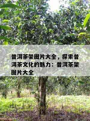 普洱茶架图片大全，探索普洱茶文化的魅力：普洱茶架图片大全