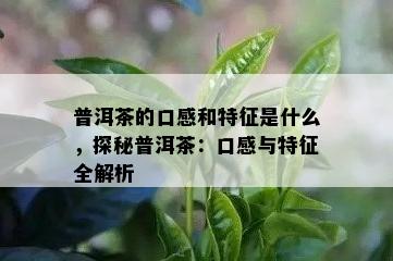 普洱茶的口感和特征是什么，探秘普洱茶：口感与特征全解析