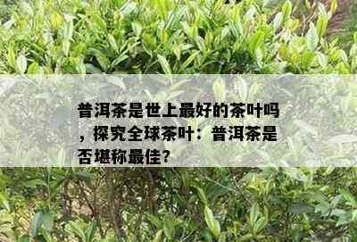 普洱茶是世上更好的茶叶吗，探究全球茶叶：普洱茶是否堪称更佳?