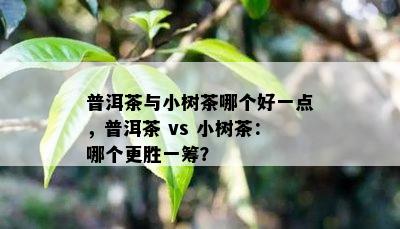 普洱茶与小树茶哪个好一点，普洱茶 vs 小树茶：哪个更胜一筹？