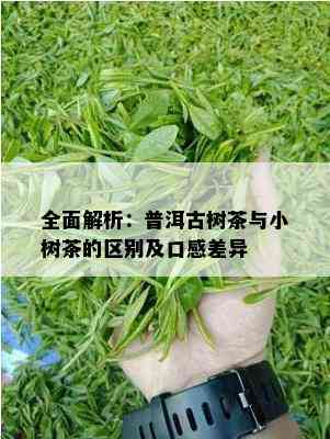 全面解析：普洱古树茶与小树茶的区别及口感差异