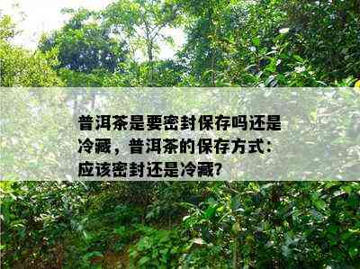 普洱茶是要密封保存吗还是冷藏，普洱茶的保存方式：应该密封还是冷藏？