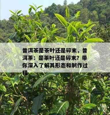 普洱茶是茶叶还是碎末，普洱茶：是茶叶还是碎末？带你深入了解其形态和制作过程