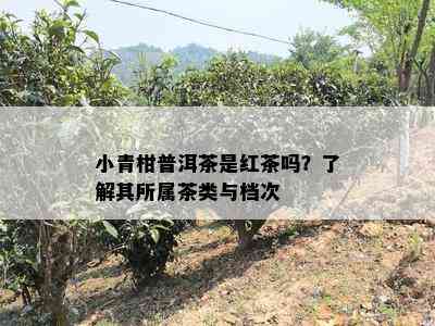 小青柑普洱茶是红茶吗？了解其所属茶类与档次