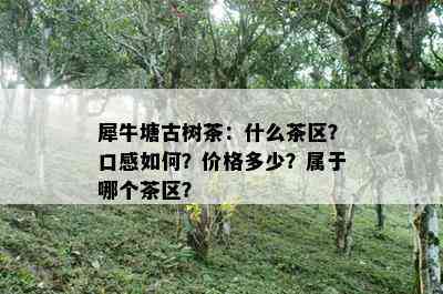 犀牛塘古树茶：什么茶区？口感如何？价格多少？属于哪个茶区？