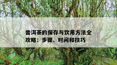 普洱茶的保存与饮用方法全攻略：步骤、时间和技巧