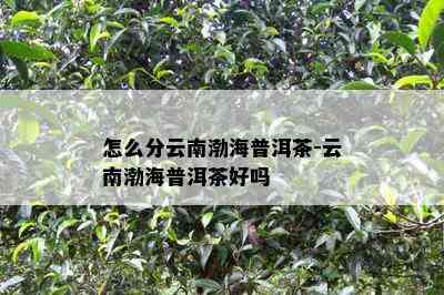 怎么分云南渤海普洱茶-云南渤海普洱茶好吗