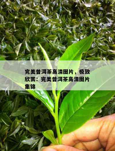 完美普洱茶高清图片，极致欣赏：完美普洱茶高清图片集锦