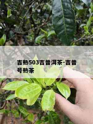 吉熟503吉普洱茶-吉普号熟茶