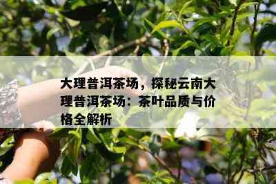 大理普洱茶场，探秘云南大理普洱茶场：茶叶品质与价格全解析