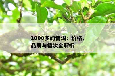 1000多的普洱：价格、品质与档次全解析