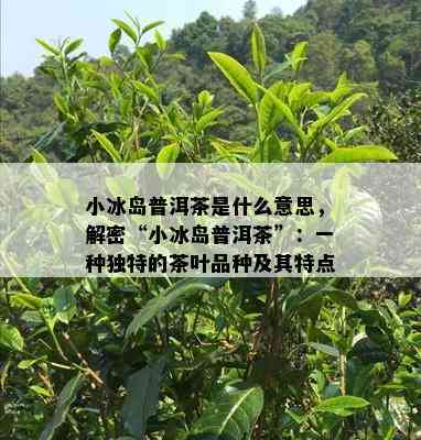 小冰岛普洱茶是什么意思，解密“小冰岛普洱茶”：一种独特的茶叶品种及其特点