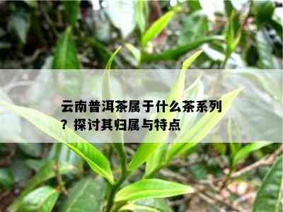 云南普洱茶属于什么茶系列？探讨其归属与特点