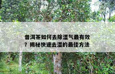 普洱茶如何去除湿气最有效？揭秘快速去湿的更佳方法