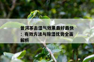 普洱茶去湿气效果更好最快：有效方法与除湿优势全面解析