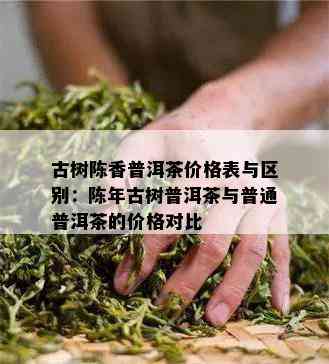 古树陈香普洱茶价格表与区别：陈年古树普洱茶与普通普洱茶的价格对比