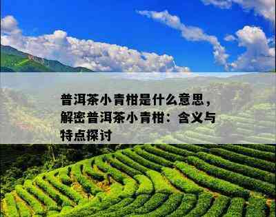 普洱茶小青柑是什么意思，解密普洱茶小青柑：含义与特点探讨