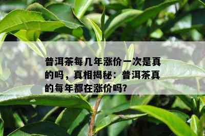 普洱茶每几年涨价一次是真的吗，真相揭秘：普洱茶真的每年都在涨价吗？