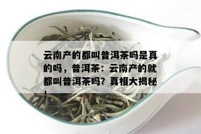 云南产的都叫普洱茶吗是真的吗，普洱茶：云南产的就都叫普洱茶吗？真相大揭秘！