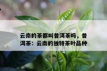 云南的茶都叫普洱茶吗，普洱茶：云南的独特茶叶品种