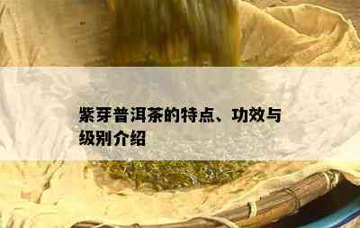 紫芽普洱茶的特点、功效与级别介绍