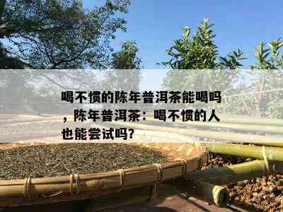 喝不惯的陈年普洱茶能喝吗，陈年普洱茶：喝不惯的人也能尝试吗？