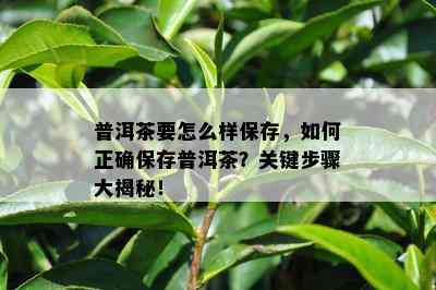 普洱茶要怎么样保存，如何正确保存普洱茶？关键步骤大揭秘！