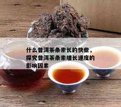 什么普洱茶条索长的快些，探究普洱茶条索增长速度的影响因素