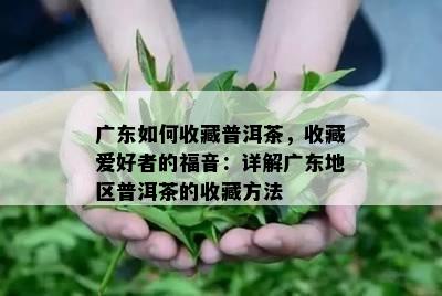 广东如何收藏普洱茶，收藏爱好者的福音：详解广东地区普洱茶的收藏方法