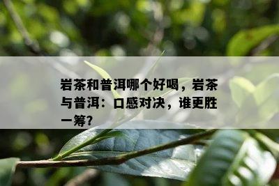 岩茶和普洱哪个好喝，岩茶与普洱：口感对决，谁更胜一筹？